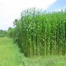 农作物分类图像数据集（5 类） 样本 4