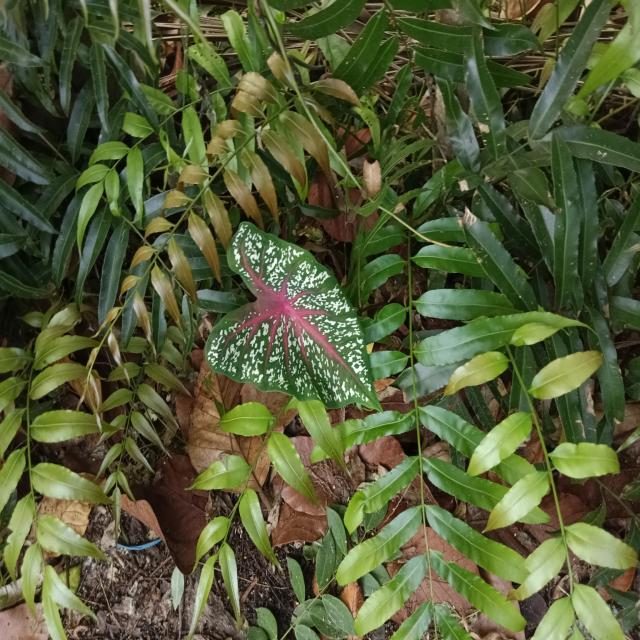 彩叶芋目标检测数据集（2 类，COCO 格式） 样本 3