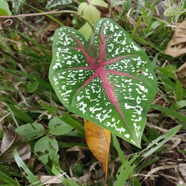 彩叶芋目标检测数据集（2 类，COCO 格式） 样本 5