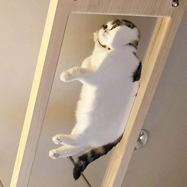 猫目标检测数据集（COCO 格式） 样本 5