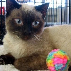 猫兔二分类图像数据集 样本 6