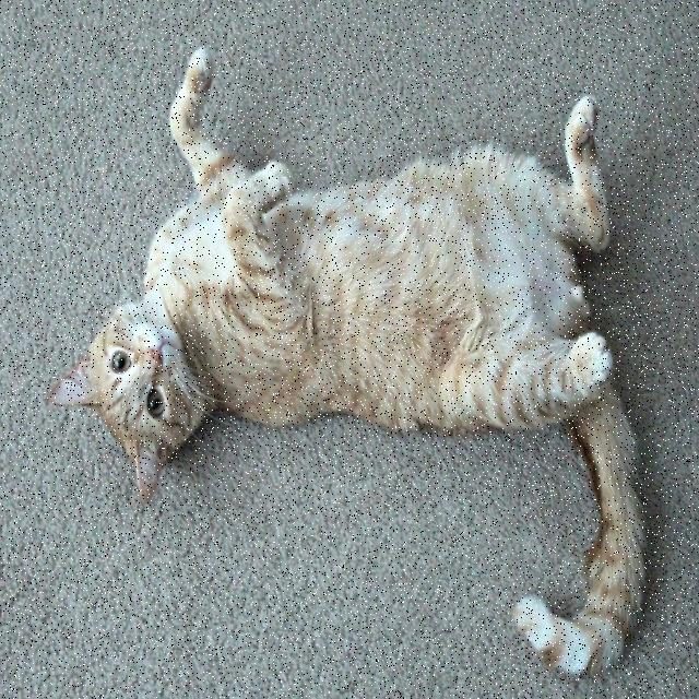 猫目标检测数据集 v4（COCO 格式） 样本 5