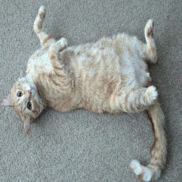 猫目标检测数据集 v4（COCO 格式） 样本 6