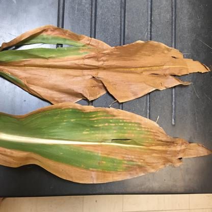 玉米病害目标检测数据集(COCO 格式) 样本 5