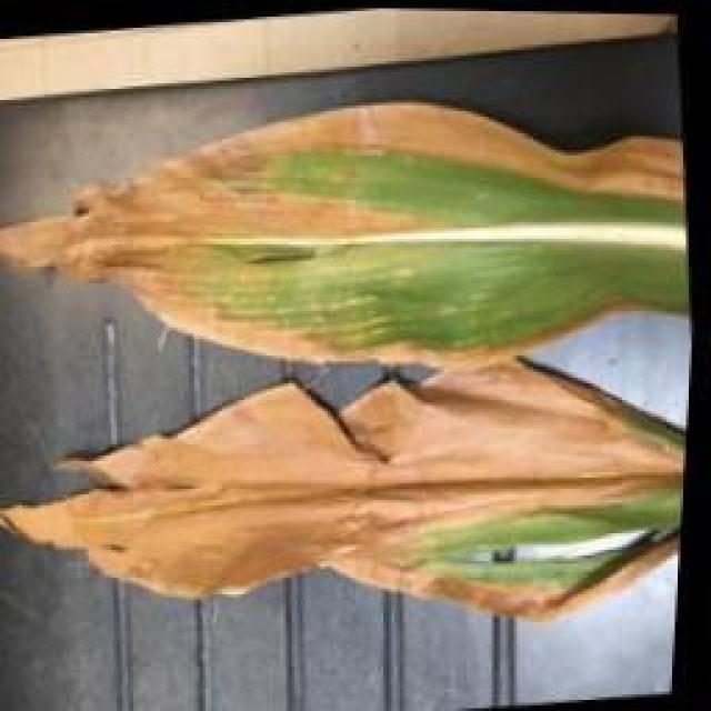 玉米病害目标检测数据集 v2（COCO 格式） 样本 3