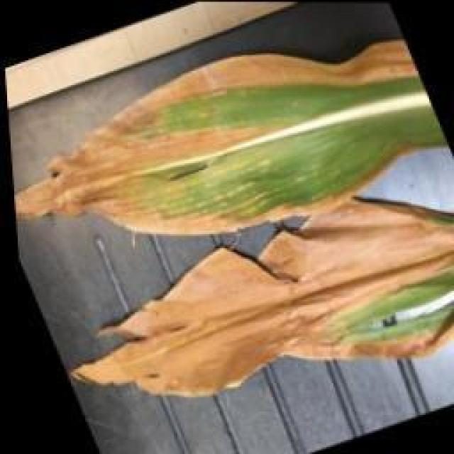 玉米病害目标检测数据集 v2（COCO 格式） 样本 4