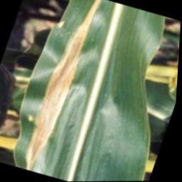 玉米病害目标检测数据集 v2（COCO 格式） 样本 5