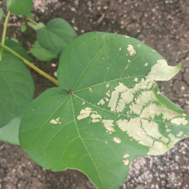 棉花病害图像数据集 样本 3