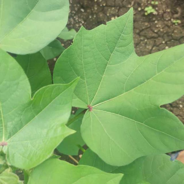 棉花病害图像数据集 样本 6