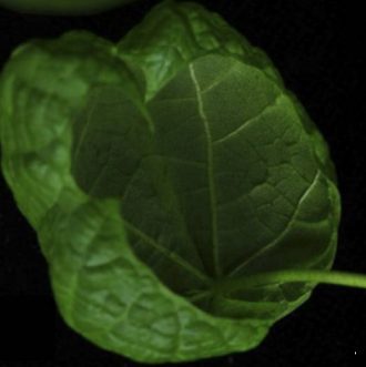 棉花叶片病害识别数据集 样本 5