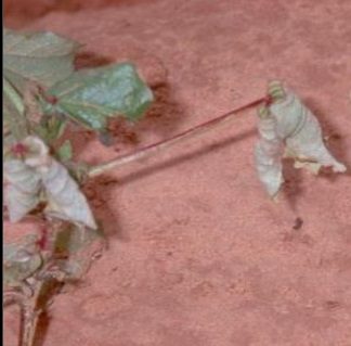 棉花叶片病害识别数据集 样本 6