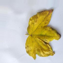 棉花叶片病害分类数据集(原图+增强) 样本 2