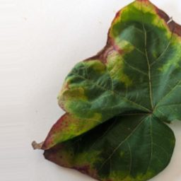 棉花叶片病害分类数据集(原图+增强) 样本 3