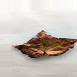 棉花叶片病害分类数据集(原图+增强) 样本 4