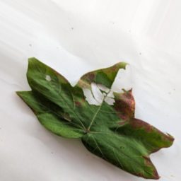 棉花叶片病害分类数据集(原图+增强) 样本 5