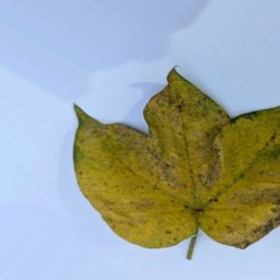 棉花叶片病害分类数据集(原图+增强) 样本 6