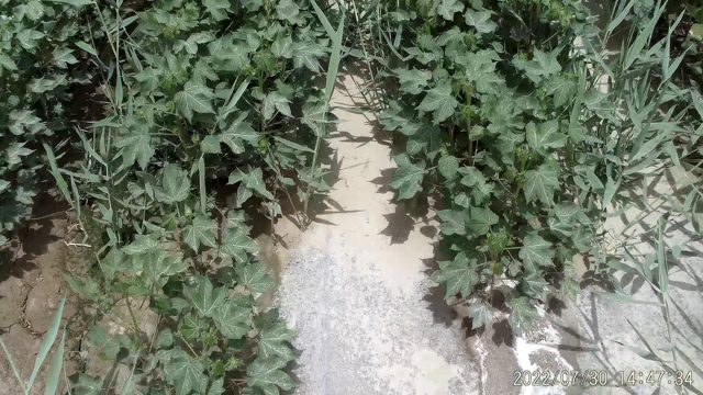 棉花目标检测数据集（2 类，COCO 格式） 样本 4