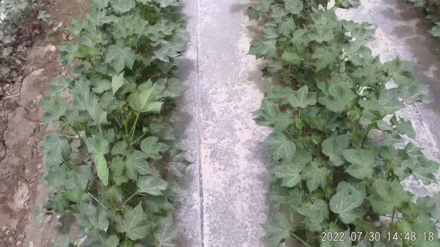 棉花目标检测数据集（2 类，COCO 格式） 样本 6