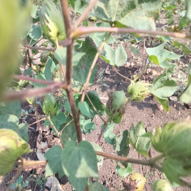 棉花目标检测数据集(6 类,COCO 格式) 样本 3