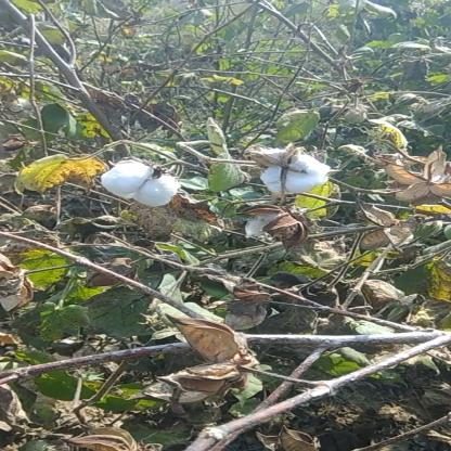 棉花目标检测数据集(2 类,COCO 格式)(1) 样本 2