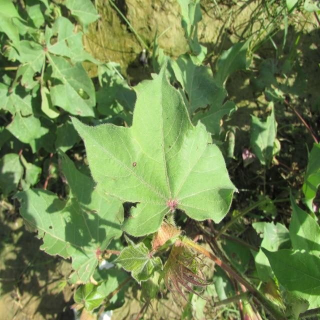 棉花目标检测数据集（3 类，COCO 格式） 样本 3