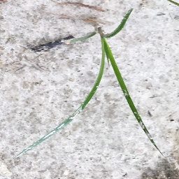 棉花杂草图像识别数据集（15类平衡版） 样本 2