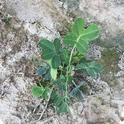 棉花杂草图像识别数据集（15类平衡版） 样本 3