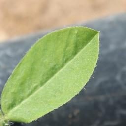 花生目标检测数据集(4 类,COCO 格式) 样本 3
