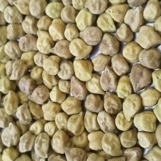 印度谷物分类数据集 样本 3