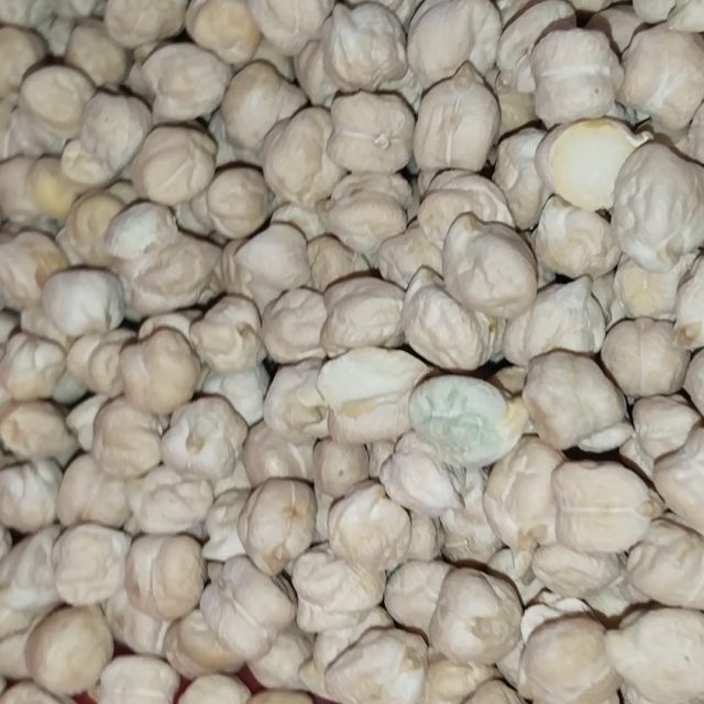 印度谷物分类数据集 样本 5