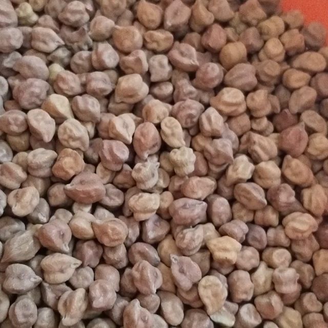 印度谷物分类数据集 样本 6