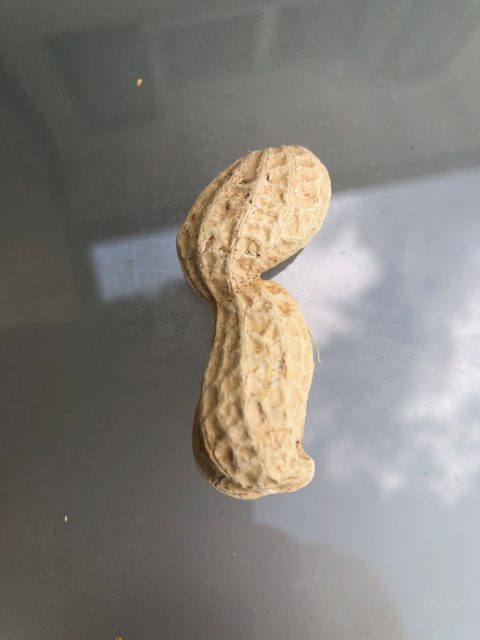 花生数据集 样本 2