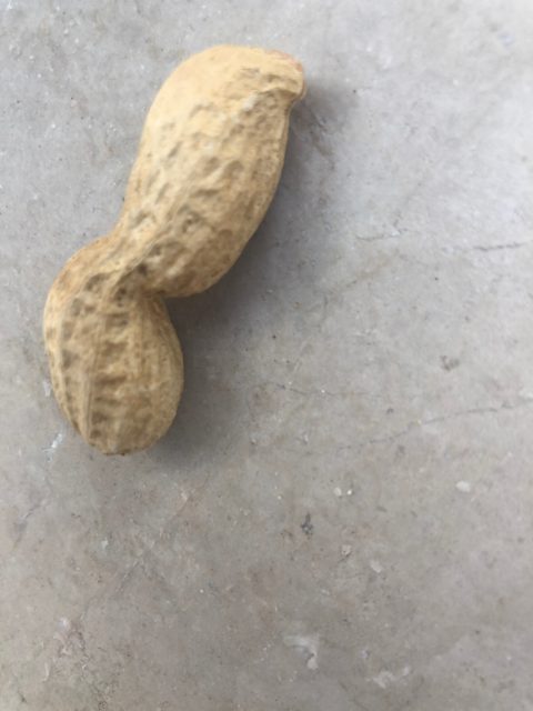 花生数据集 样本 3