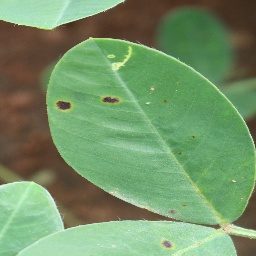花生叶数据集 样本 4
