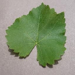 葡萄叶片健康与病害四分类数据集 样本 3