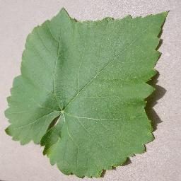 葡萄叶片健康与病害四分类数据集 样本 6