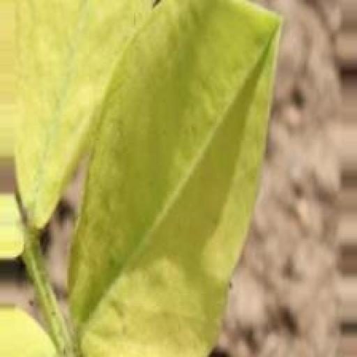 花生目标检测数据集（2 类，COCO 格式） 样本 2