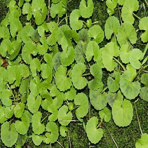 花生目标检测数据集（2 类，COCO 格式） 样本 3