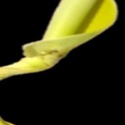 营养缺乏的香蕉植物叶子数据集 样本 4