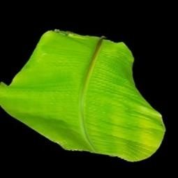 营养缺乏的香蕉植物叶子数据集 样本 5
