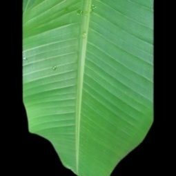 营养缺乏的香蕉植物叶子数据集 样本 6