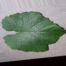葡萄藤增强病害数据集 样本 3