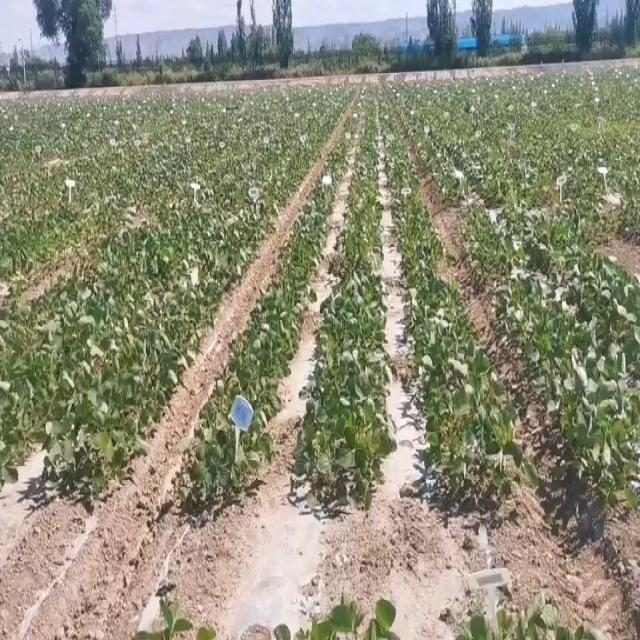 花生目标检测数据集（2 类，COCO 格式）（1） 样本 6