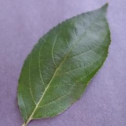 植物叶片病害分类数据集(五种作物增强版) 样本 2