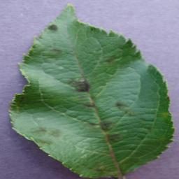 植物叶片病害分类数据集(五种作物增强版) 样本 4