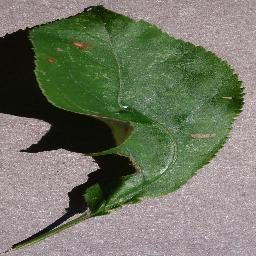 植物叶片病害分类数据集(五种作物增强版) 样本 5