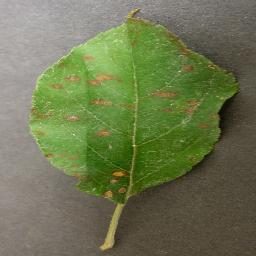 植物叶片病害分类数据集(五种作物增强版) 样本 6