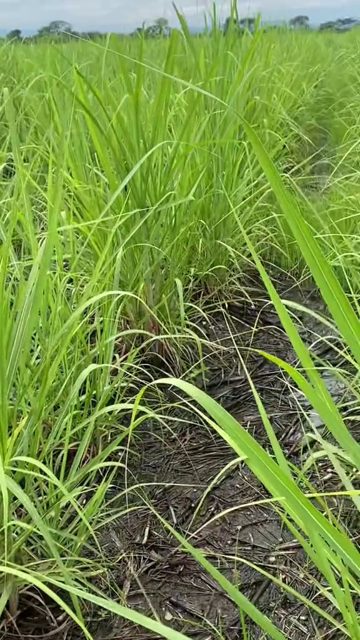 甘蔗污渍数据集 样本 2