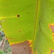 香蕉叶斑病图像分类数据集 样本 3