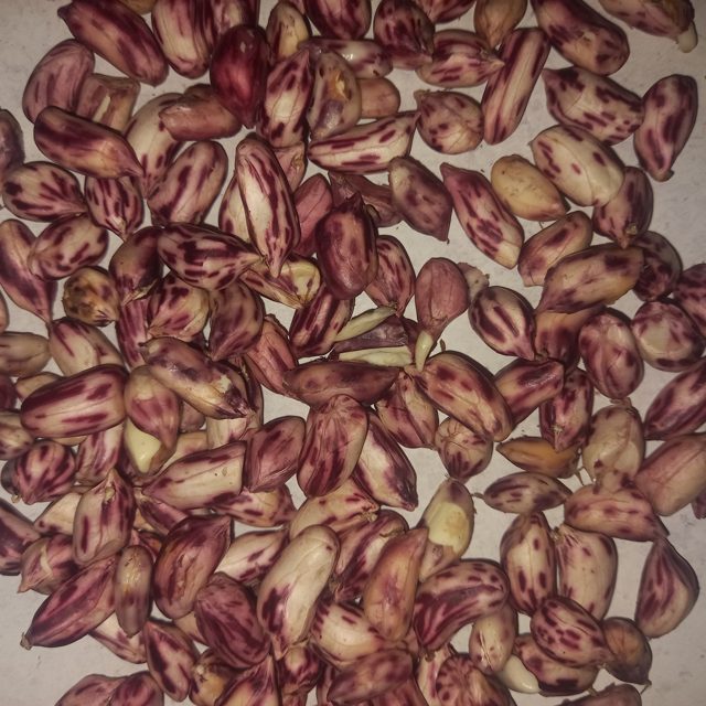 花生洁净度二分类图像数据集 样本 2